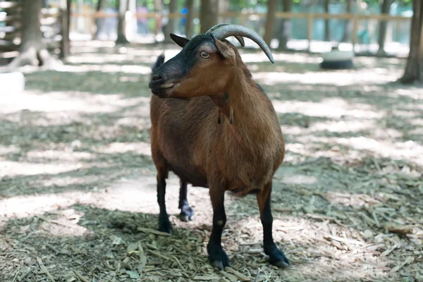 Portrait of a goat — Stock Photo, Image