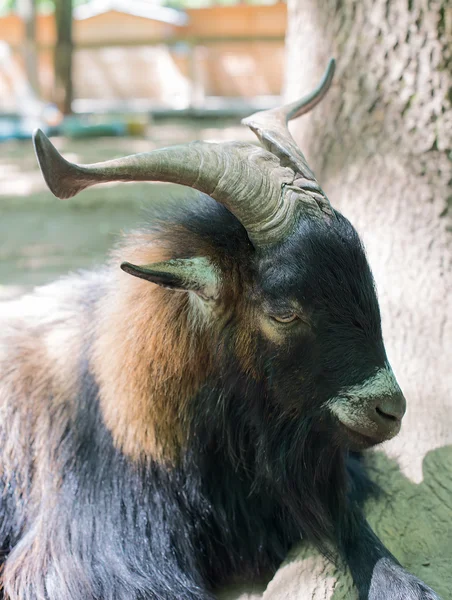 Big Horn Sheep Ovis canadensis portrait — Stock Photo, Image