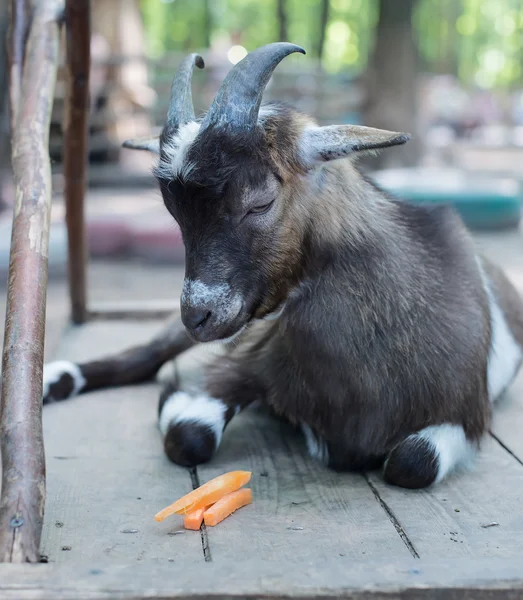Young brown goat eating carrot — Stock Photo, Image