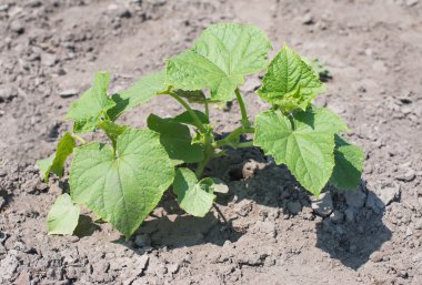 Bee in the flower of cucumber
