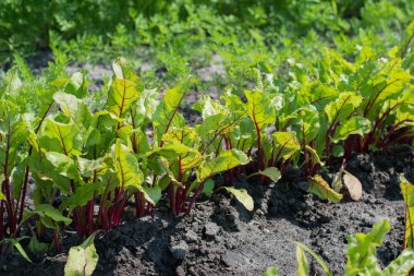 pancar yaprakları güneş ışığı