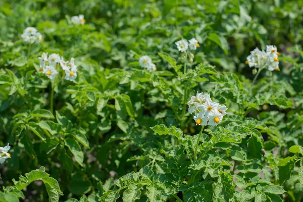 En vit blomma — Stockfoto