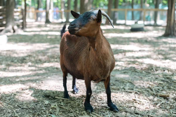 Portrait of a goat — Stock Photo, Image