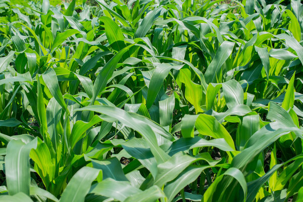 a green corn field, farming field