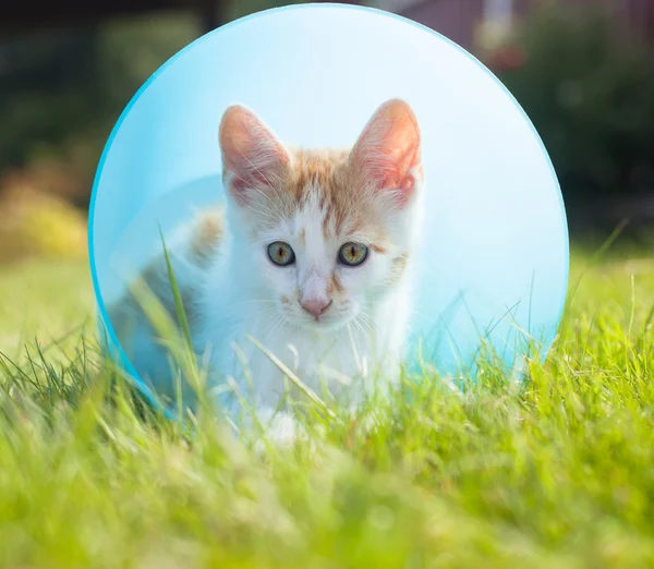 Gatito en un cubo Imagen de stock