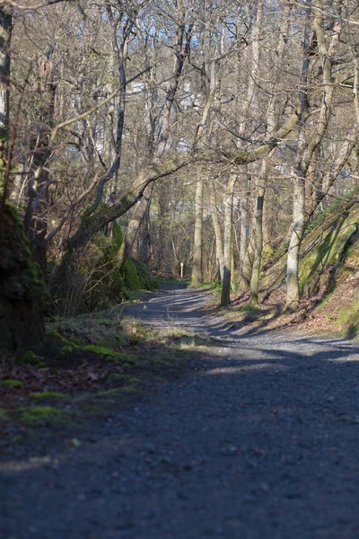 ağaçlar ve güneş