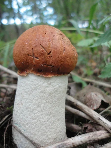 Belos cogumelos de álamo na floresta — Fotografia de Stock