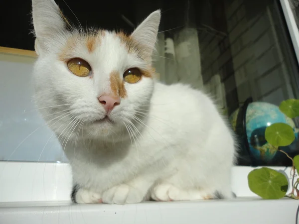 Cat at the window — Stock Photo, Image