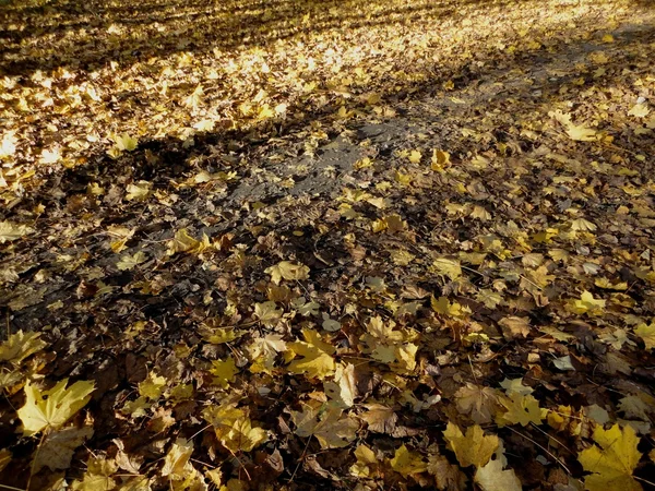 Fondo de otoño — Foto de Stock