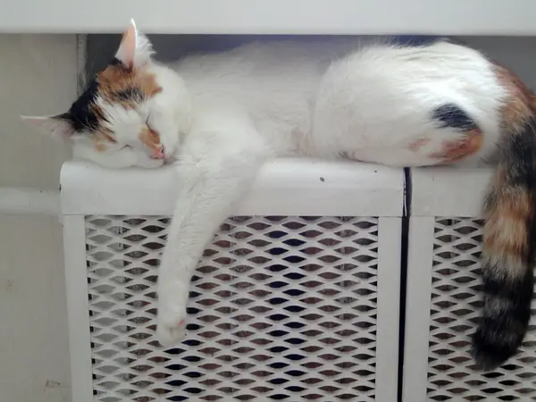 Cat sleeping on the battery — Stock Photo, Image