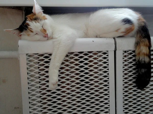 Katze schläft auf dem Akku Stockfoto
