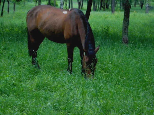 Kůň na zelené trávě — Stock fotografie