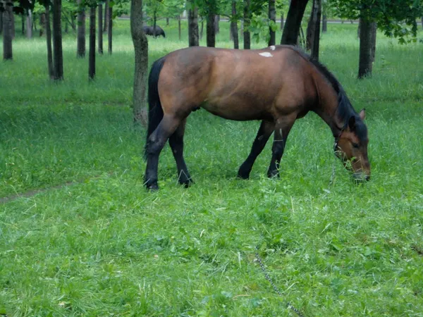 Koně na zelené trávě v parku — Stock fotografie