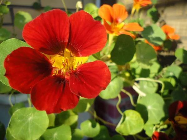 Fleurs de nasturtium rouge — Photo