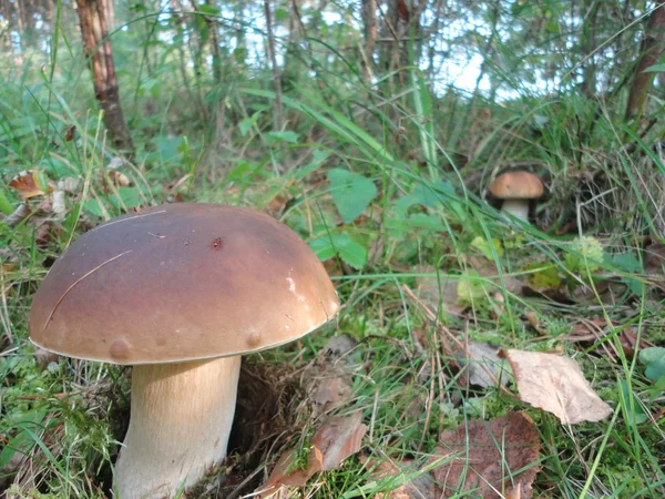 Boletus edulis i skogen — Stockfoto