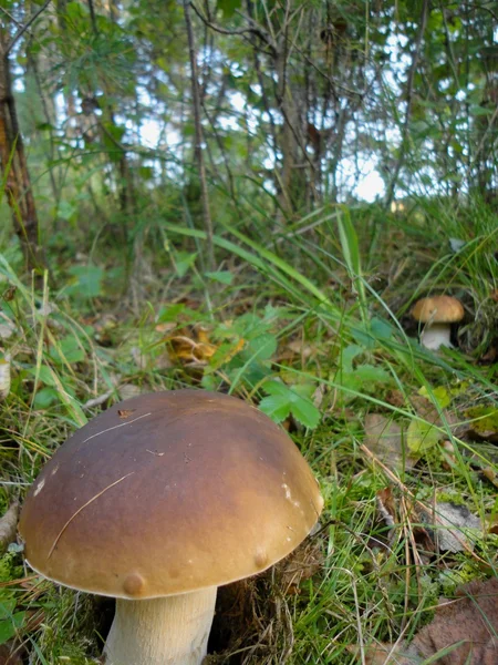 Boletus edulis na floresta — Fotografia de Stock