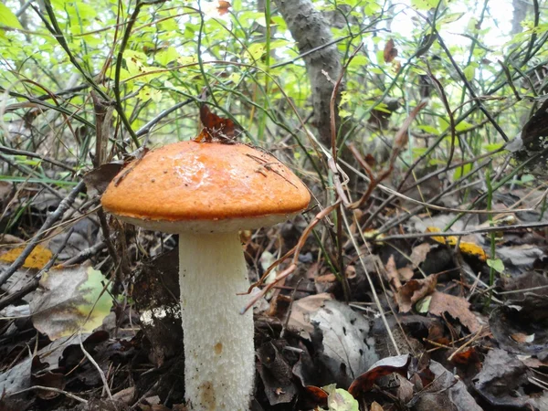 Aspen paddestoel in het forest — Stockfoto