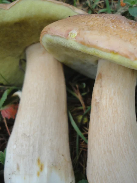 Due funghi porcini — Foto Stock