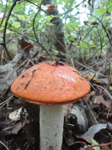 Seta de Aspen en el bosque —  Fotos de Stock