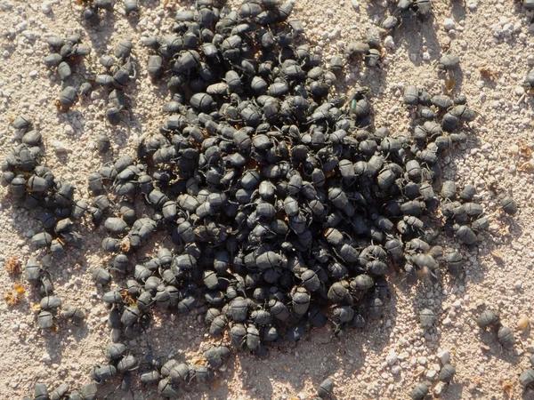 Scarab beetles — Stock Photo, Image