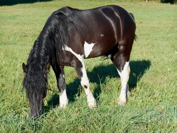 Caballo en la hierba — Foto de Stock