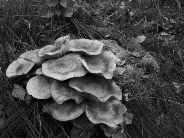 Funghi agarici — Foto Stock