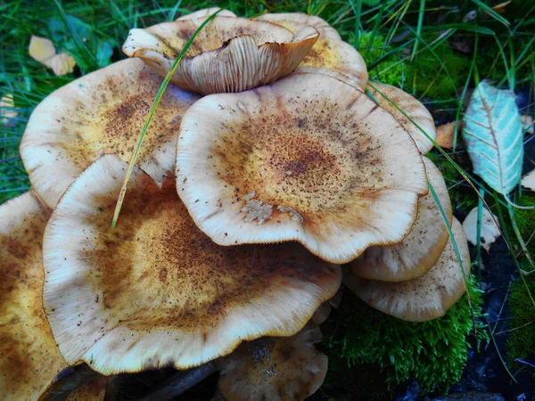 Hongos agáricos — Foto de Stock