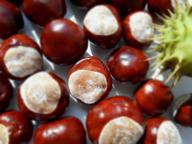 kestane arka plan doku