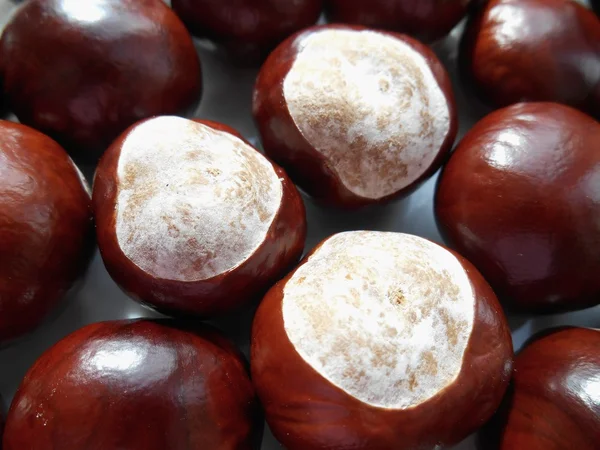 Chestnuts texture background — Stock Photo, Image