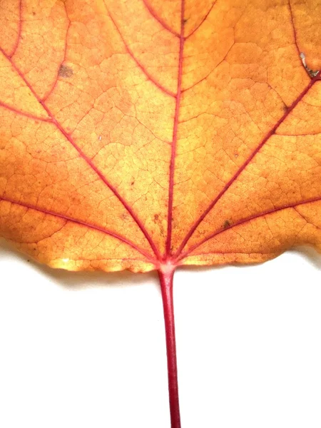 Autumn leave texture golden — Stock Photo, Image