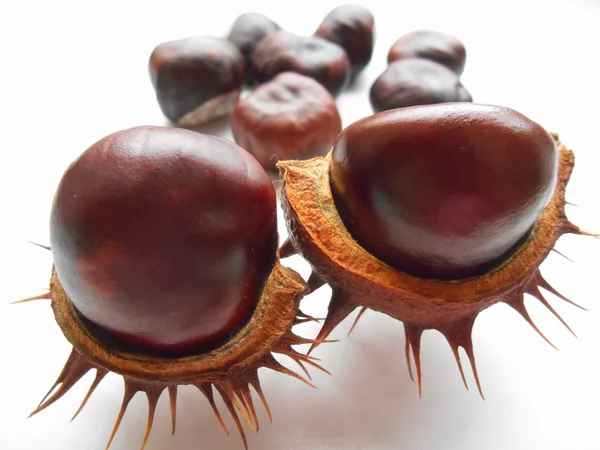 Chestnuts on a white background — Stock Photo, Image