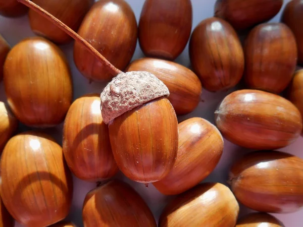 Texture background acorns — Stock Photo, Image