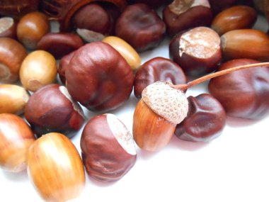 kestane ve meşe palamutları arka plan doku