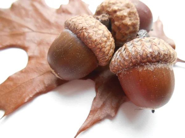 Acorns on a white background — Stock Photo, Image