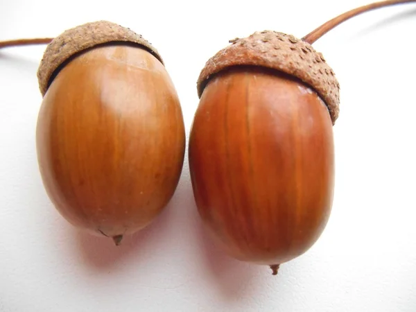 Two acorns on a white background — Stock Photo, Image