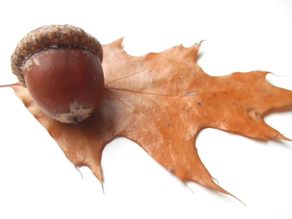 Acorn op een witte achtergrond — Stockfoto