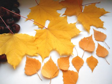 beyaz zemin üzerine sarı sonbahar yaprakları