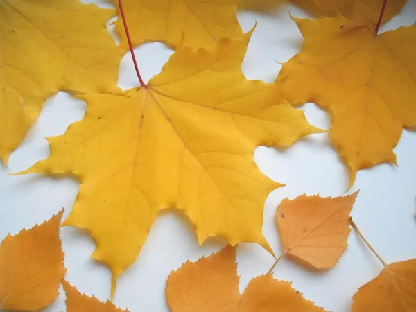 Жовте осіннє листя на білому тлі — стокове фото