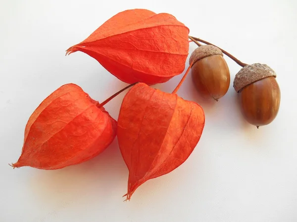 Orange cape gooseberries and acorns on a white background — Stock Photo, Image