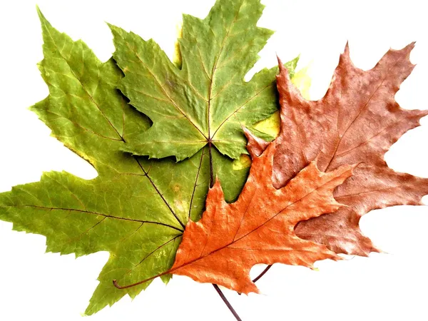 Dry green and brown leaves on a white background — Stock Photo, Image