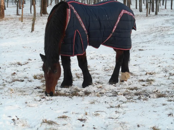 Horse in the blanket of winter snow park — Stock Photo, Image