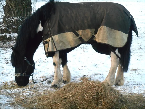 Pferd in der Decke Winter auf Schnee — Stockfoto