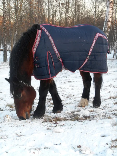 A takarót télen lovas — Stock Fotó