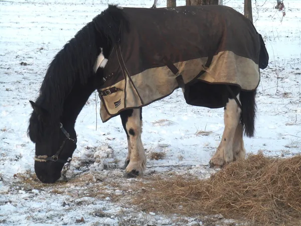 Pferd in der Decke Winter auf Schnee — Stockfoto