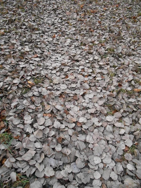 Dry foliage gray background — Stock Photo, Image