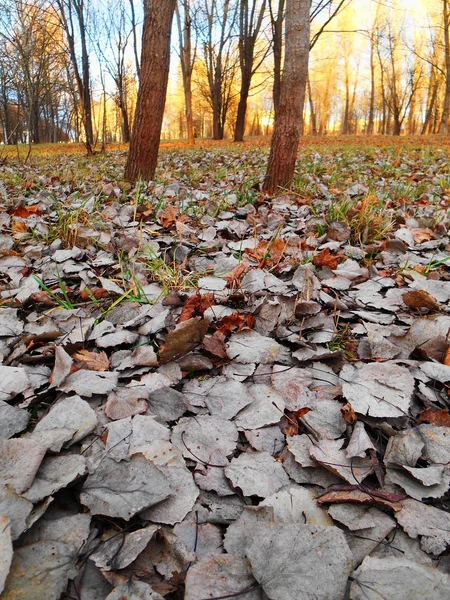 Сухе листя в парку — стокове фото