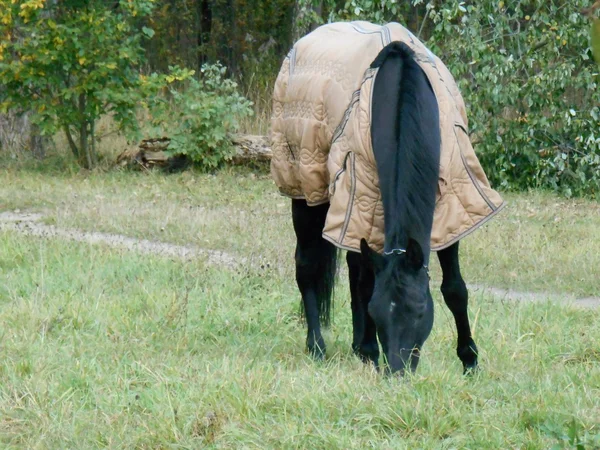 Чорний кінь в ковдрі в парку на зеленій траві — стокове фото