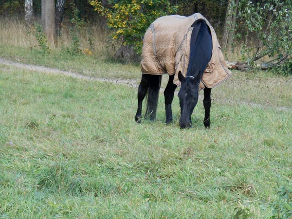 緑の芝生の公園で毛布に黒い馬 — ストック写真