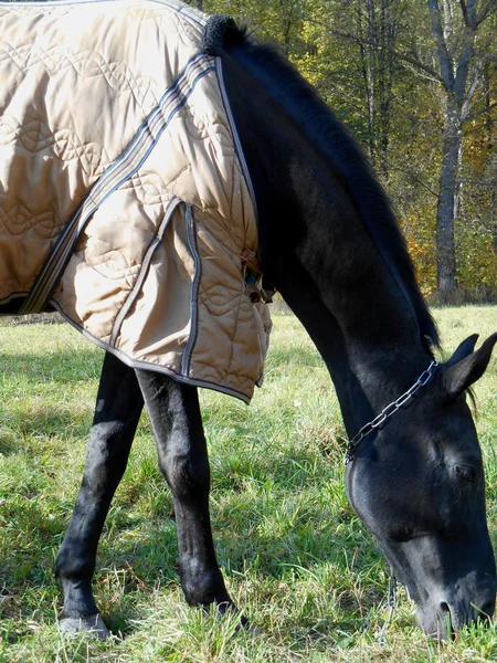 Schwarz Pferd in einer Decke im Park auf dem grünen Gras — Stockfoto