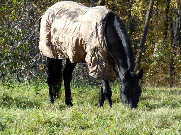 Schwarz Pferd in einer Decke im Park auf dem grünen Gras — Stockfoto